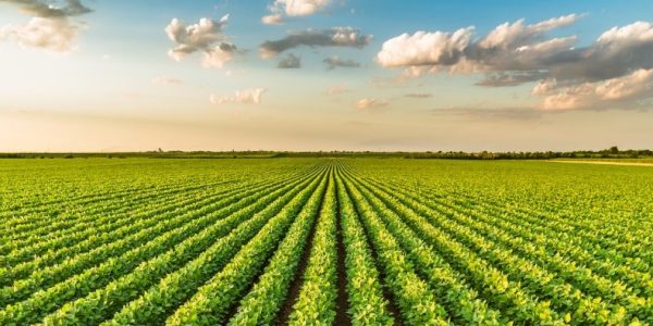 more yeild more yeild